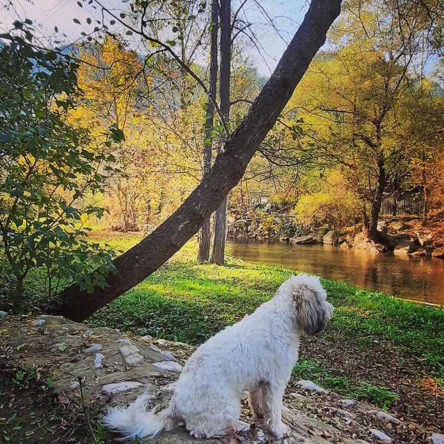 Golemi Kamik Pirot Vlasi Zewnętrze zdjęcie